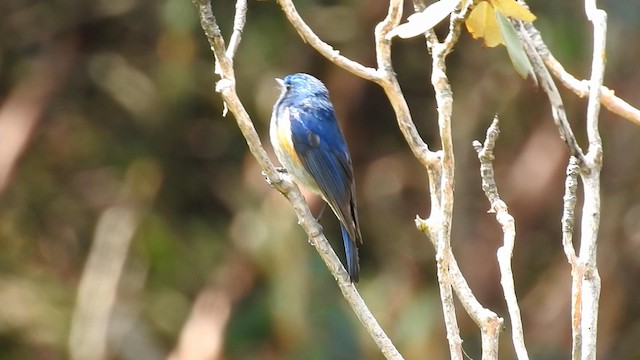 Himalayan Bluetail - ML192739751