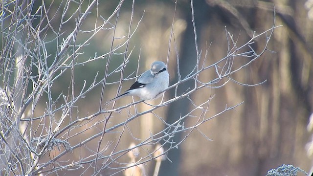 Northern Shrike - ML192739811