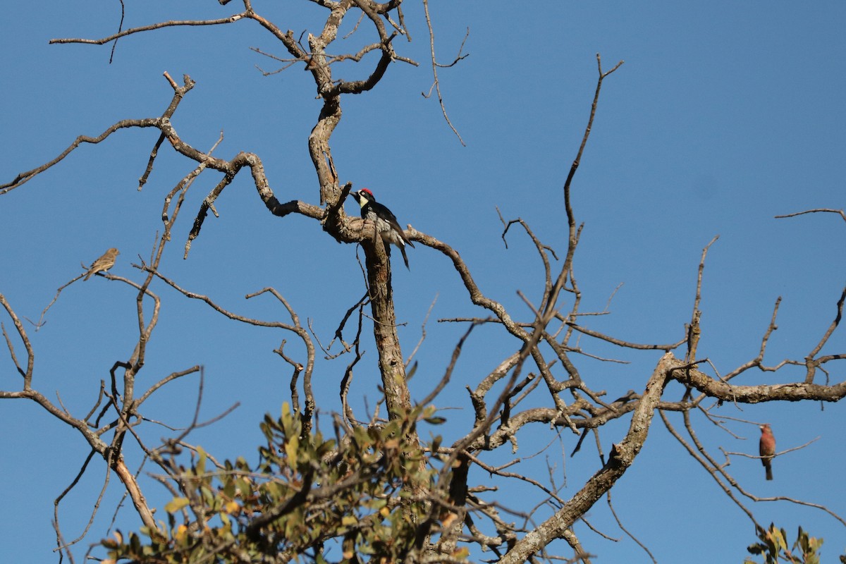 House Finch - ML192740081