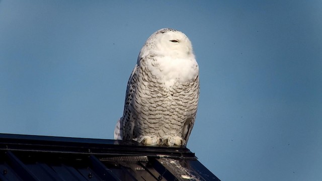 Snowy Owl - ML192740151