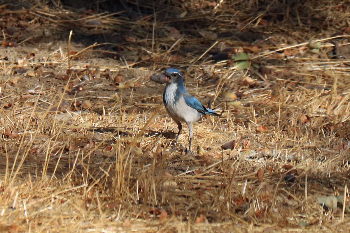 California Scrub-Jay - ML192740161