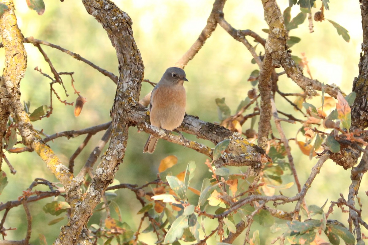 Western Bluebird - ML192740451