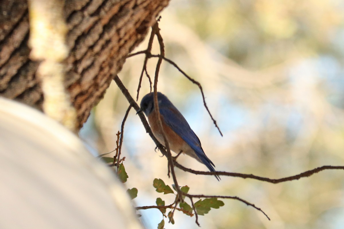 Western Bluebird - ML192740711