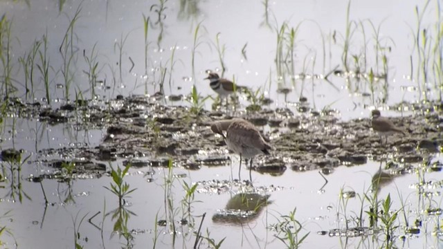 Hudsonian Godwit - ML192741111