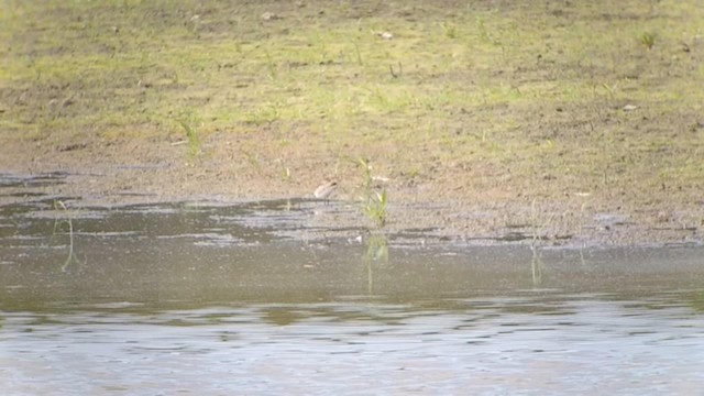 Western Sandpiper - ML192741121