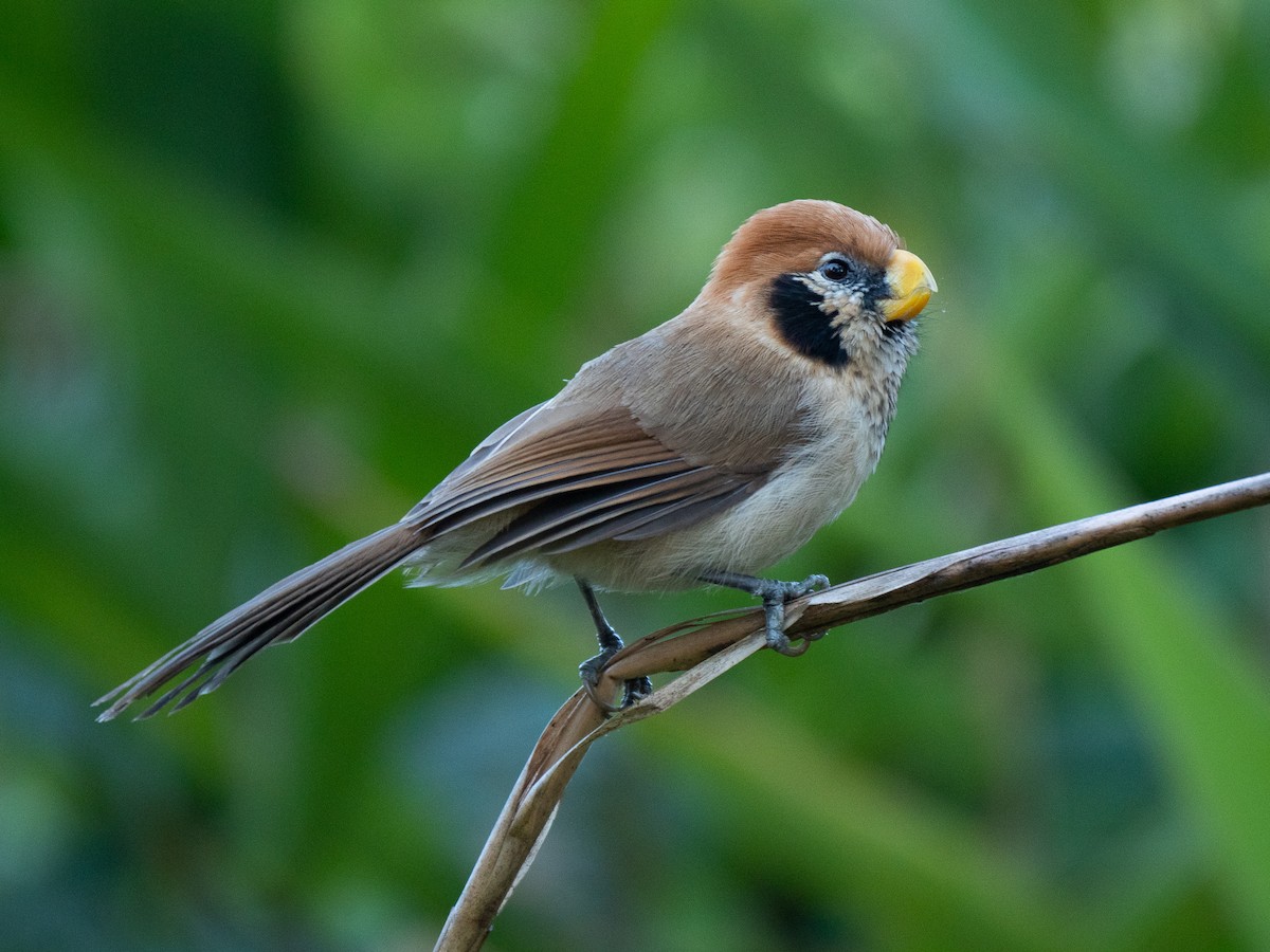 Paradoxornis fléché - ML192741311