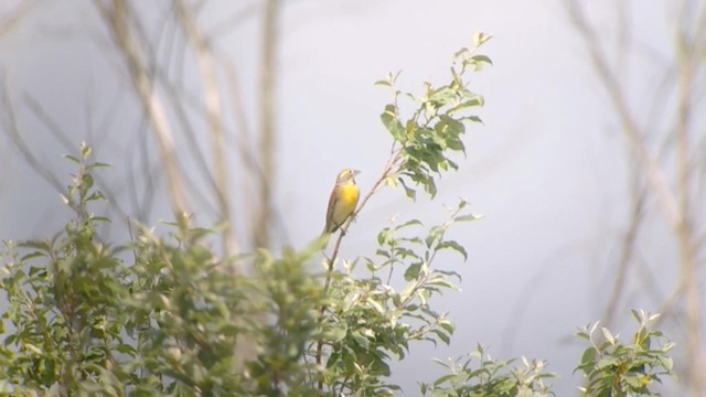 Dickcissel - ML192741781