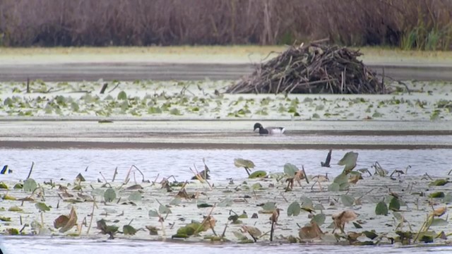 Хар толгойт галуу - ML192742341