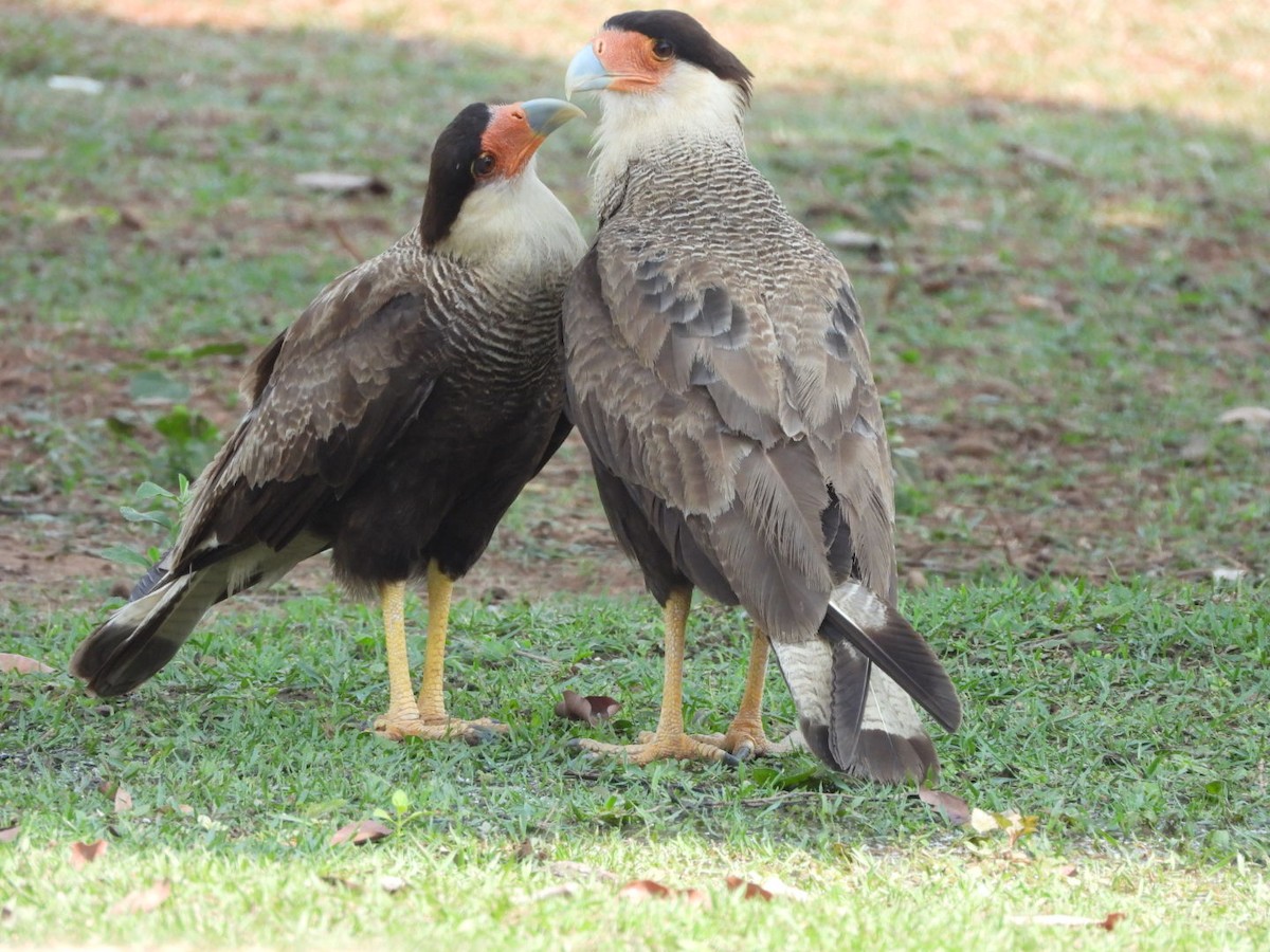 Crested Caracara (Southern) - ML192742521