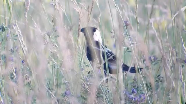 Bobolink - ML192742611