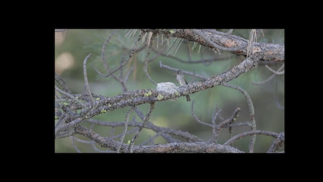 Western Wood-Pewee - ML192742851