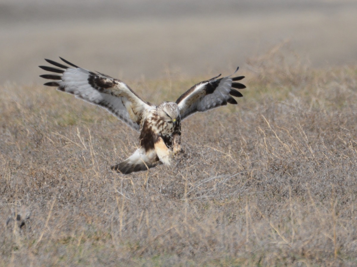 Rough-legged Hawk - ML192742901