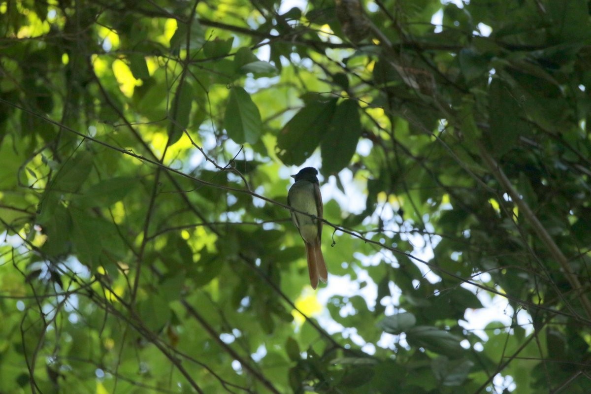 Blyth's Paradise-Flycatcher - ML192744771