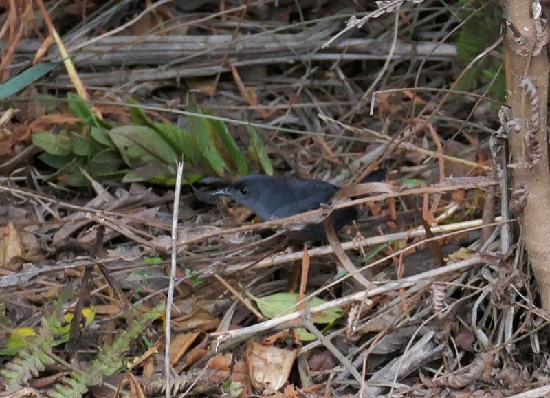 Marsh Tapaculo - ML192744861