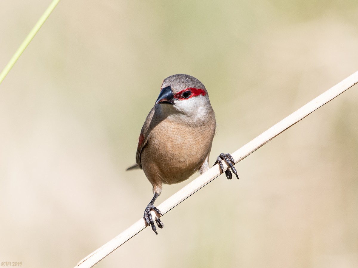 Crimson-rumped Waxbill - T I