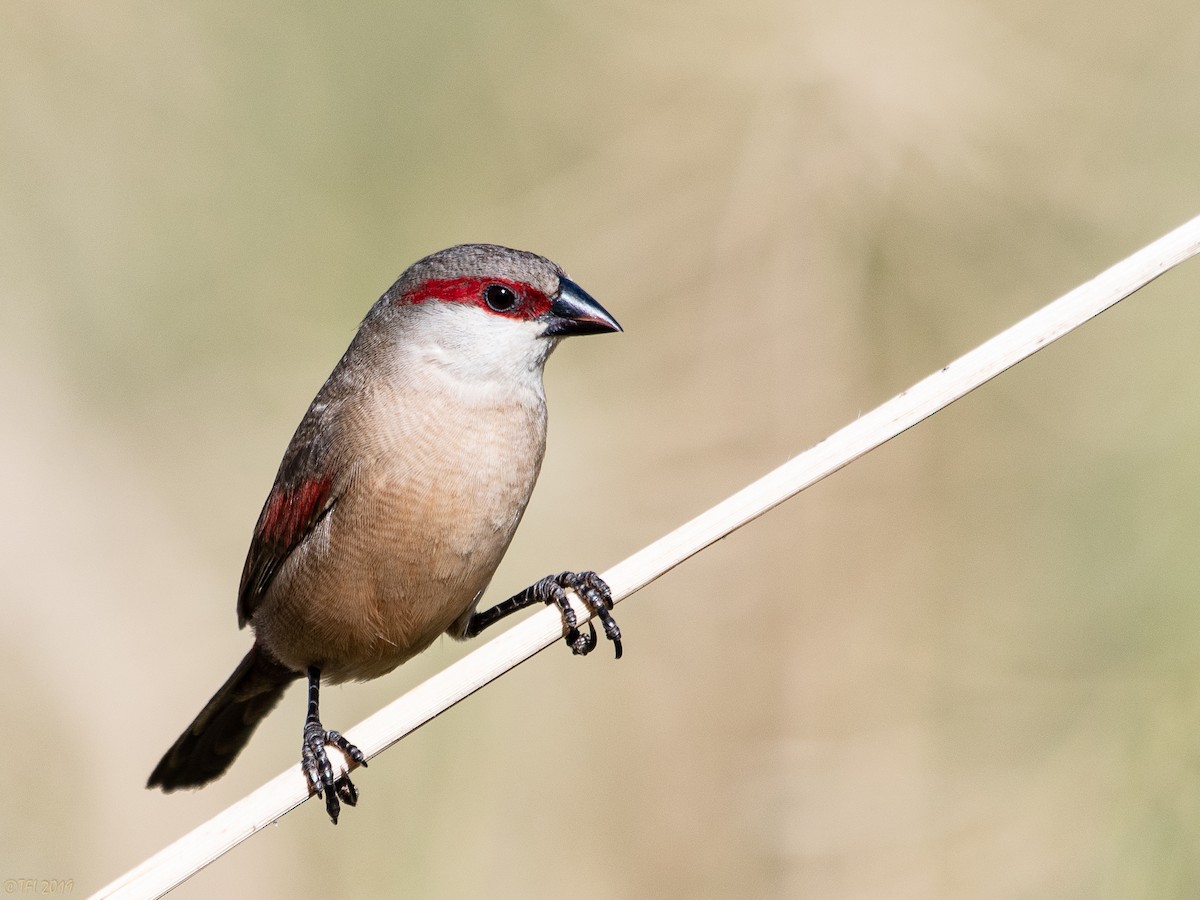 Crimson-rumped Waxbill - T I