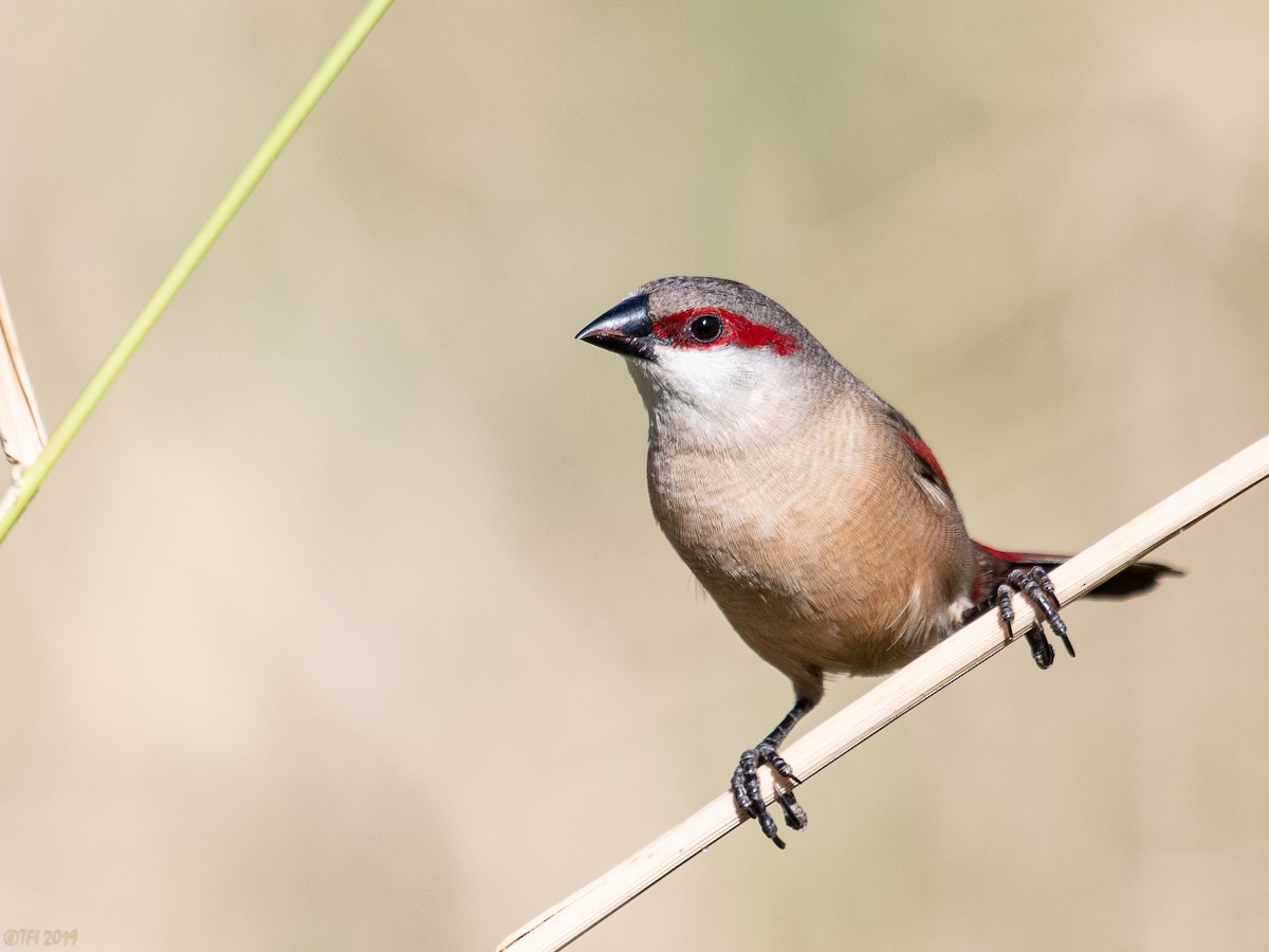 Crimson-rumped Waxbill - T I