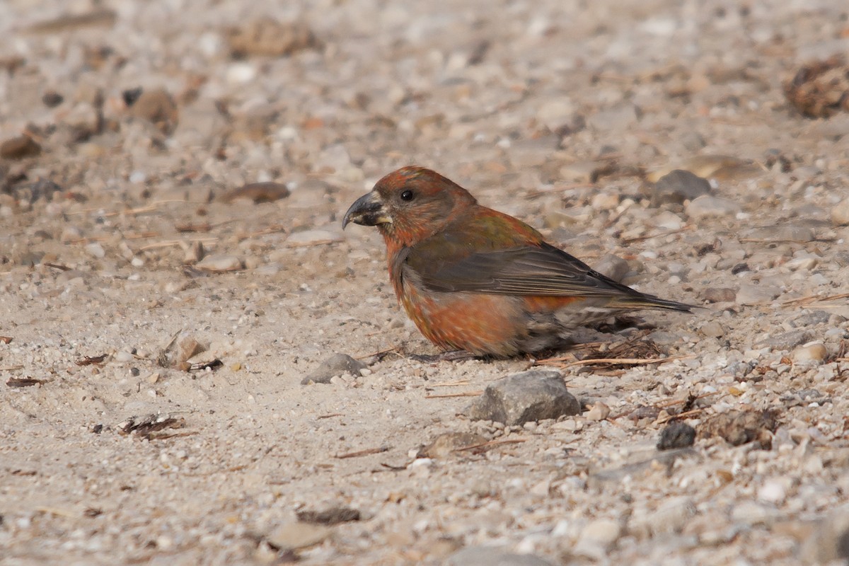 Red Crossbill - Miguel Rouco