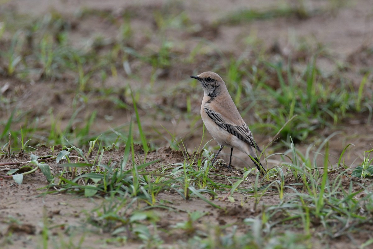 Desert Wheatear - ML192745811