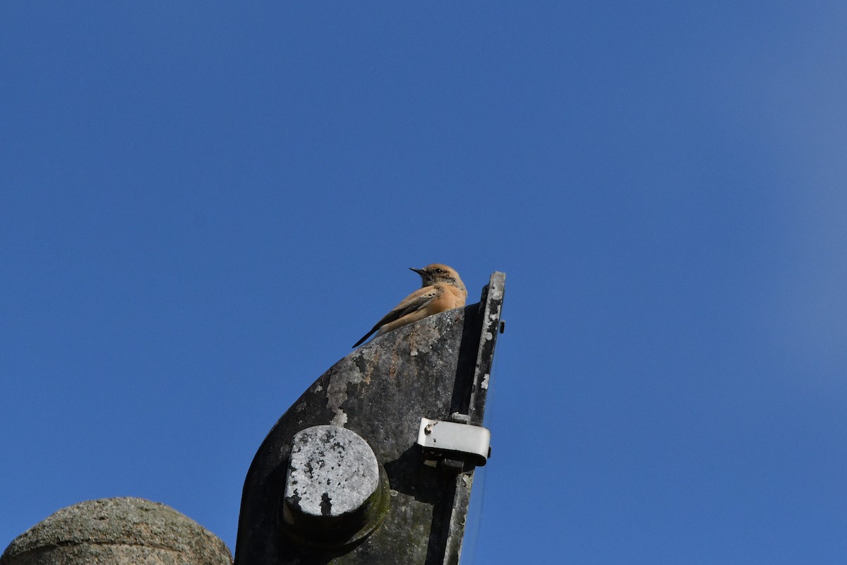 Desert Wheatear - ML192745831