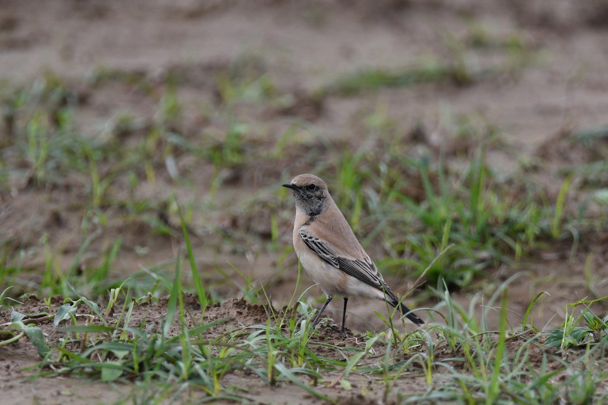 Desert Wheatear - ML192745841