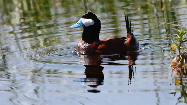 Ruddy Duck - ML192746341