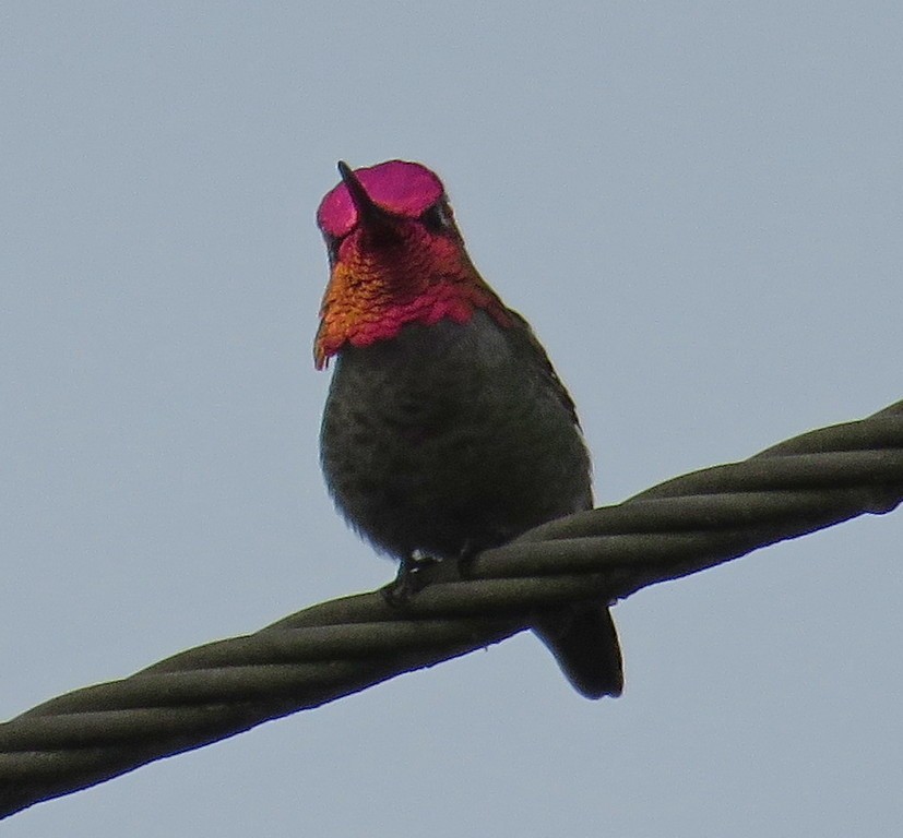 eBird Checklist - 16 May 2015 - Vancouver--Devonian Harbour Park - 21 ...