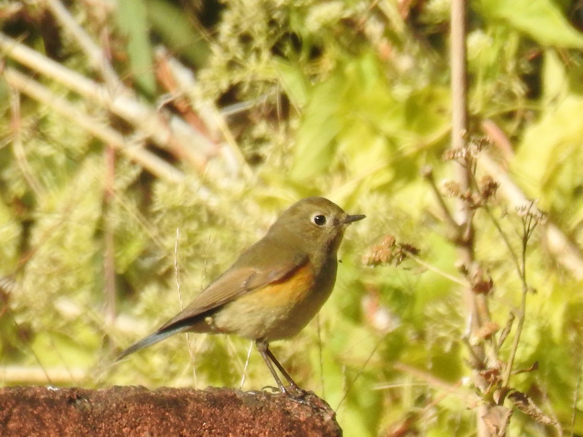 Red-flanked Bluetail - Stephen Matthews