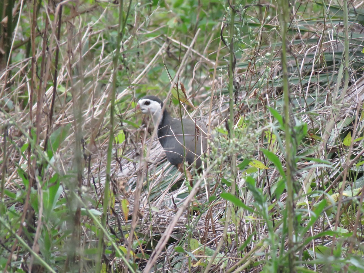 White-breasted Waterhen - Stuart Ling