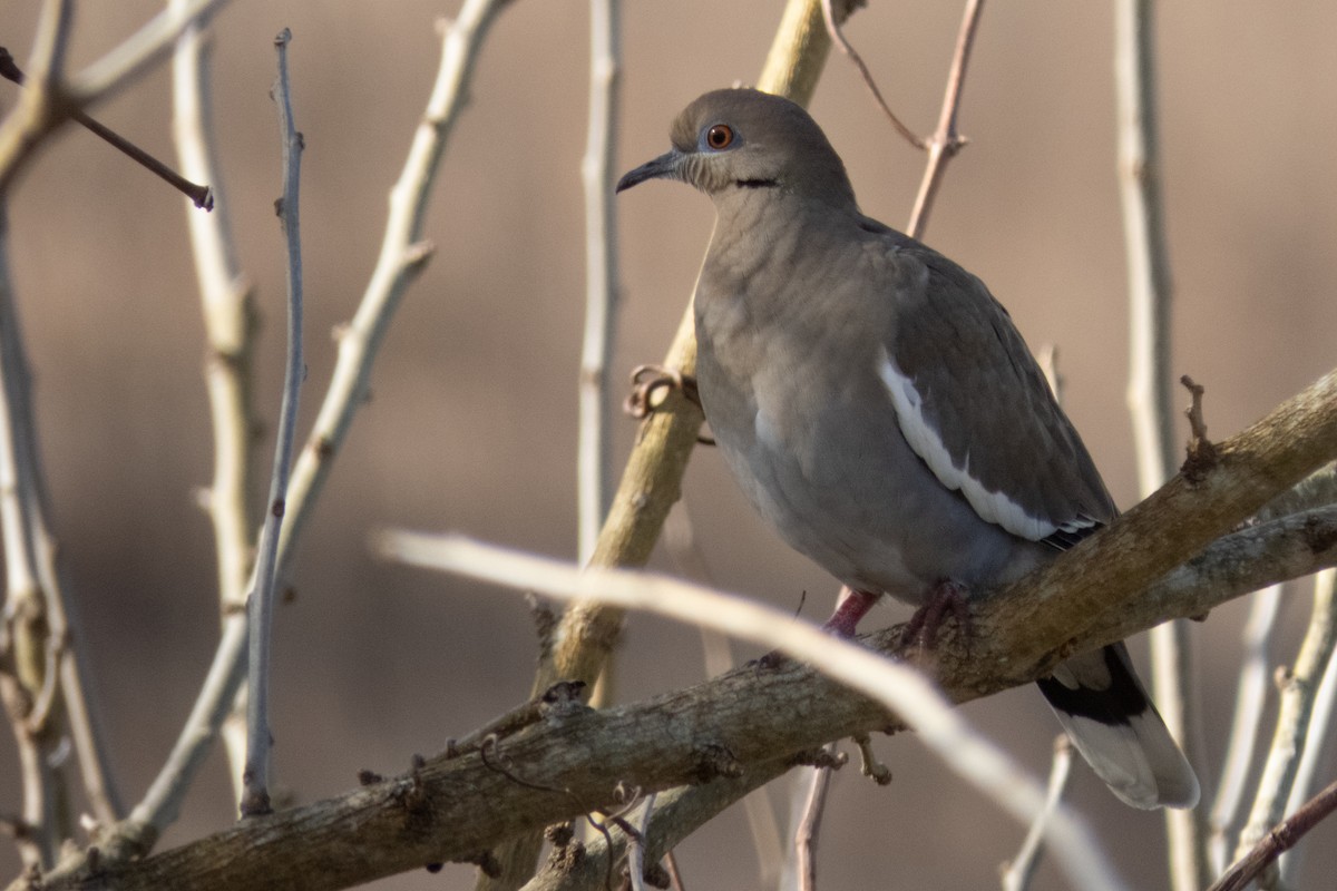 White-winged Dove - ML192750211