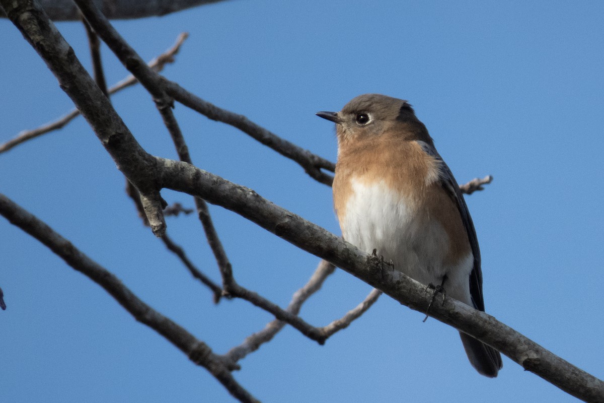 Eastern Bluebird - ML192750261