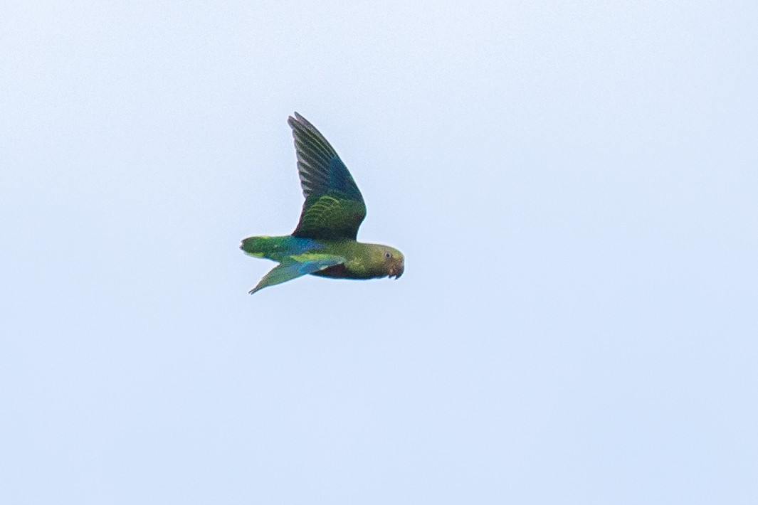 Blue-rumped Parrot - ML192751241