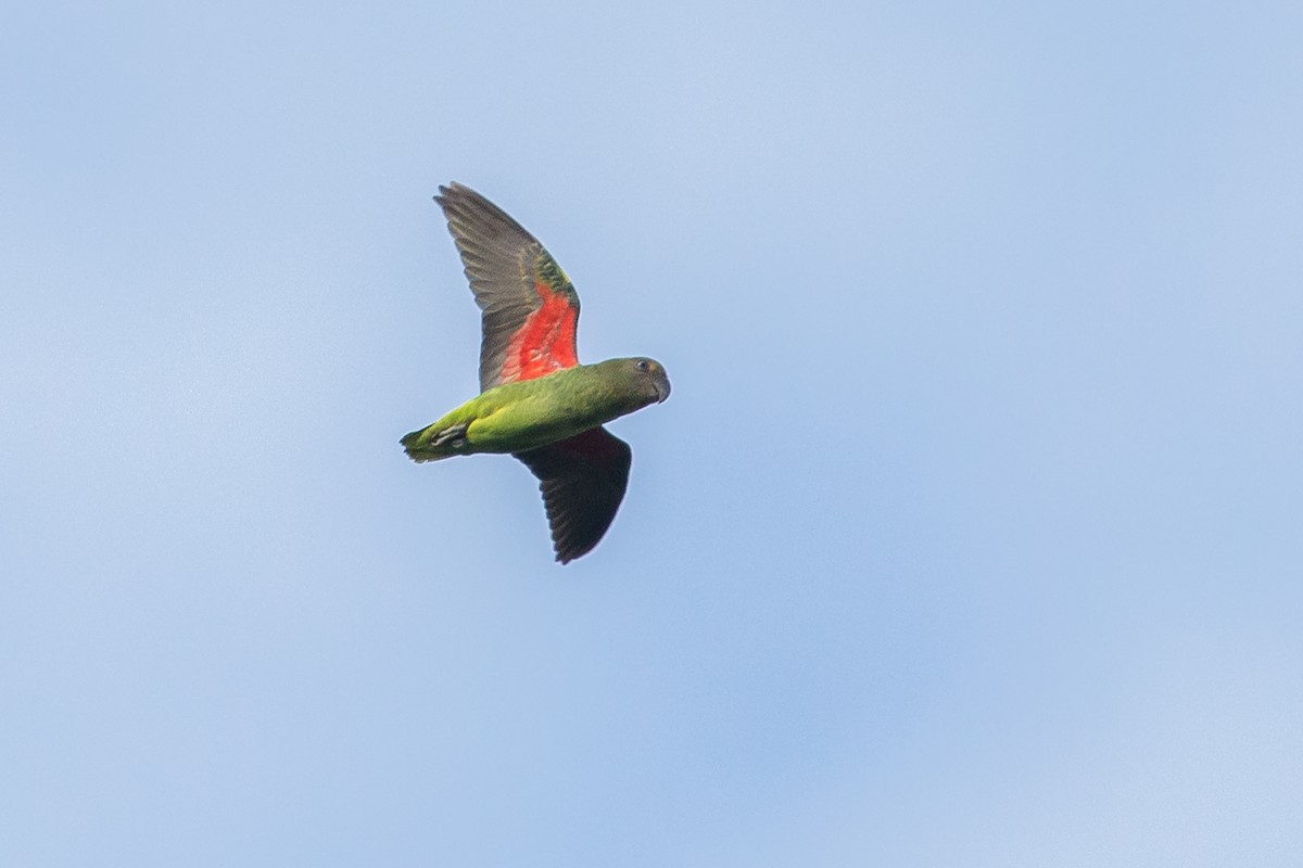 Blue-rumped Parrot - ML192751251