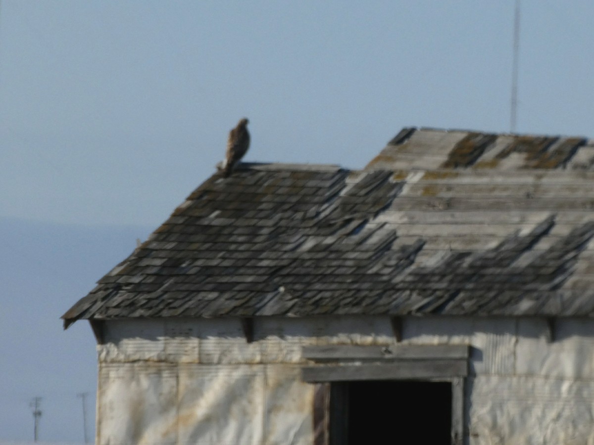 American Goshawk - ML192751291