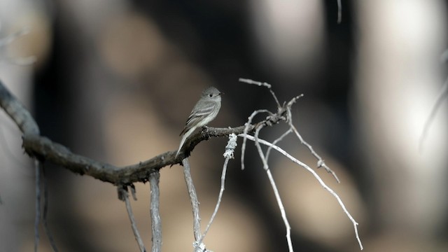 Hammond's Flycatcher - ML192752151