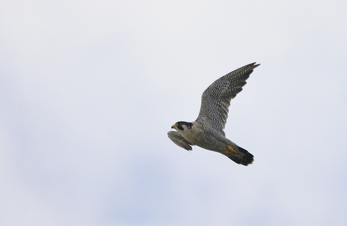 Peregrine Falcon - ML192752331