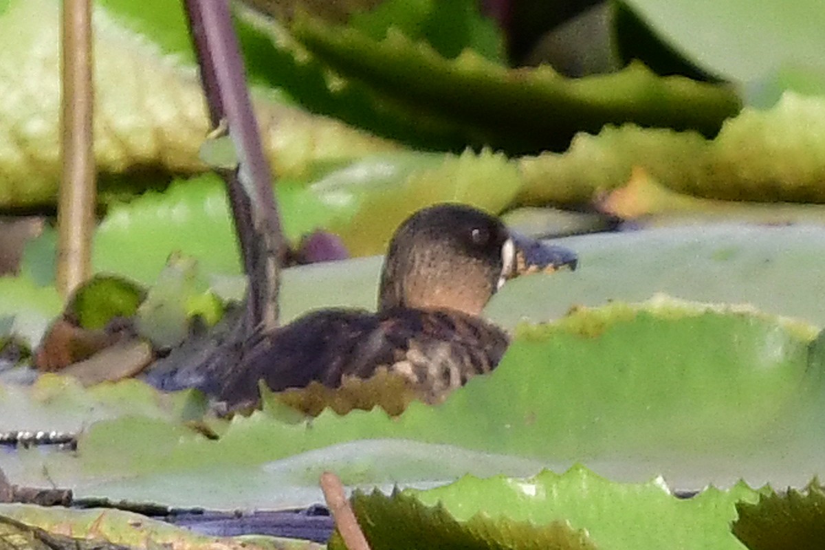 White-backed Duck - ML192752751