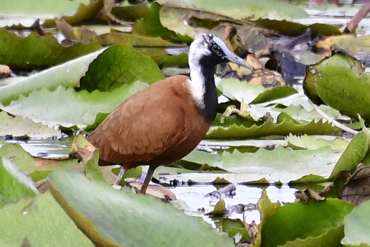 Madagascar Jacana - ML192752761