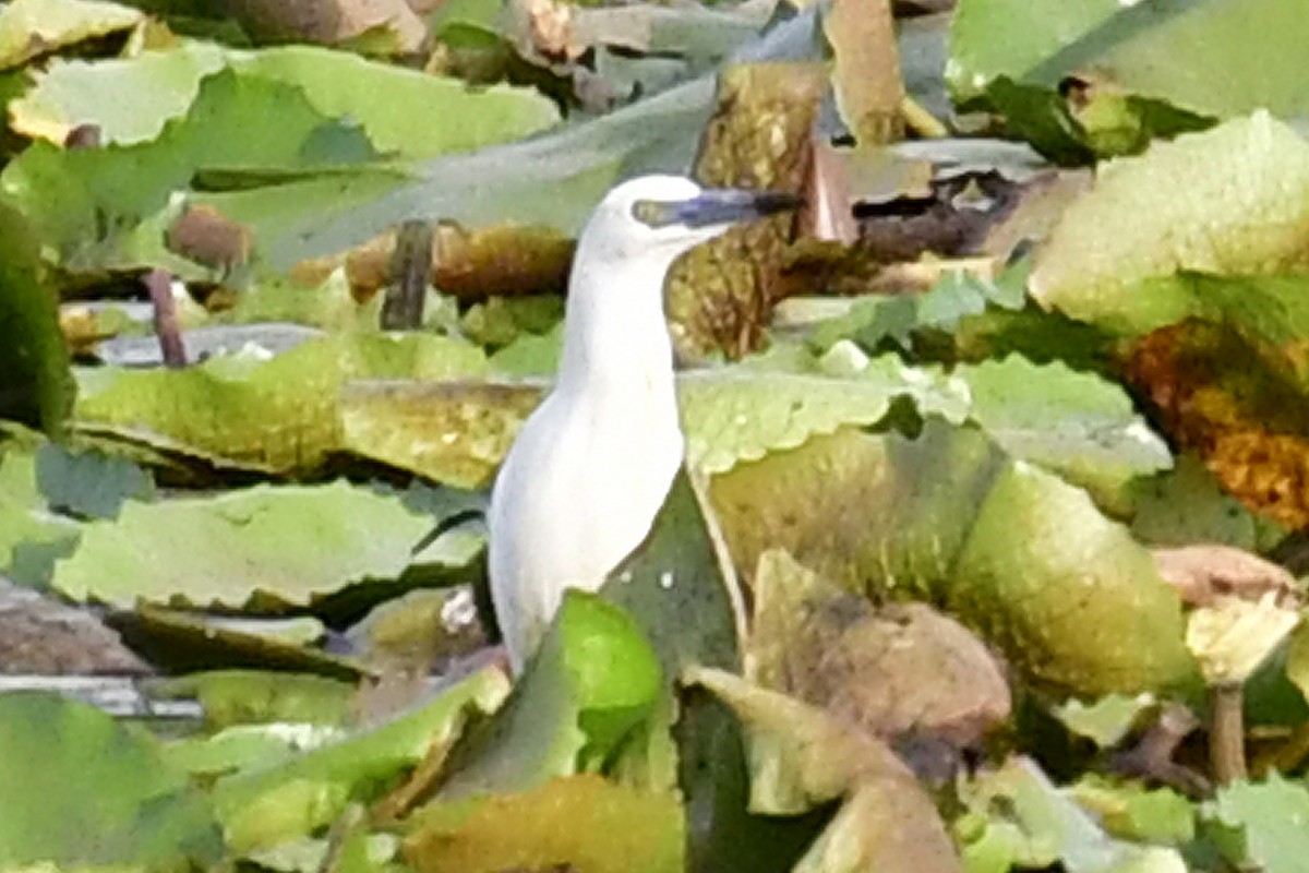Malagasy Pond-Heron - ML192752791
