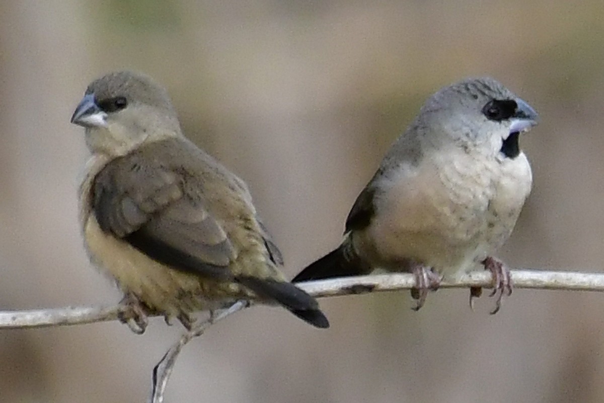Madagascar Munia - ML192752811