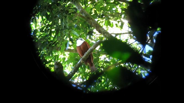 Three-wattled Bellbird - ML192754621