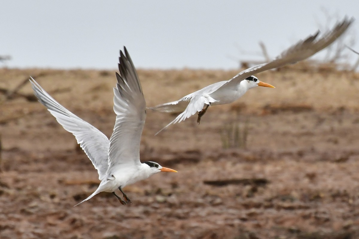 Lesser Crested Tern - ML192754691