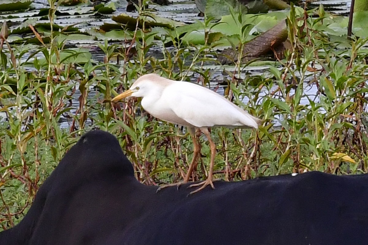 Western Cattle-Egret - ML192755021