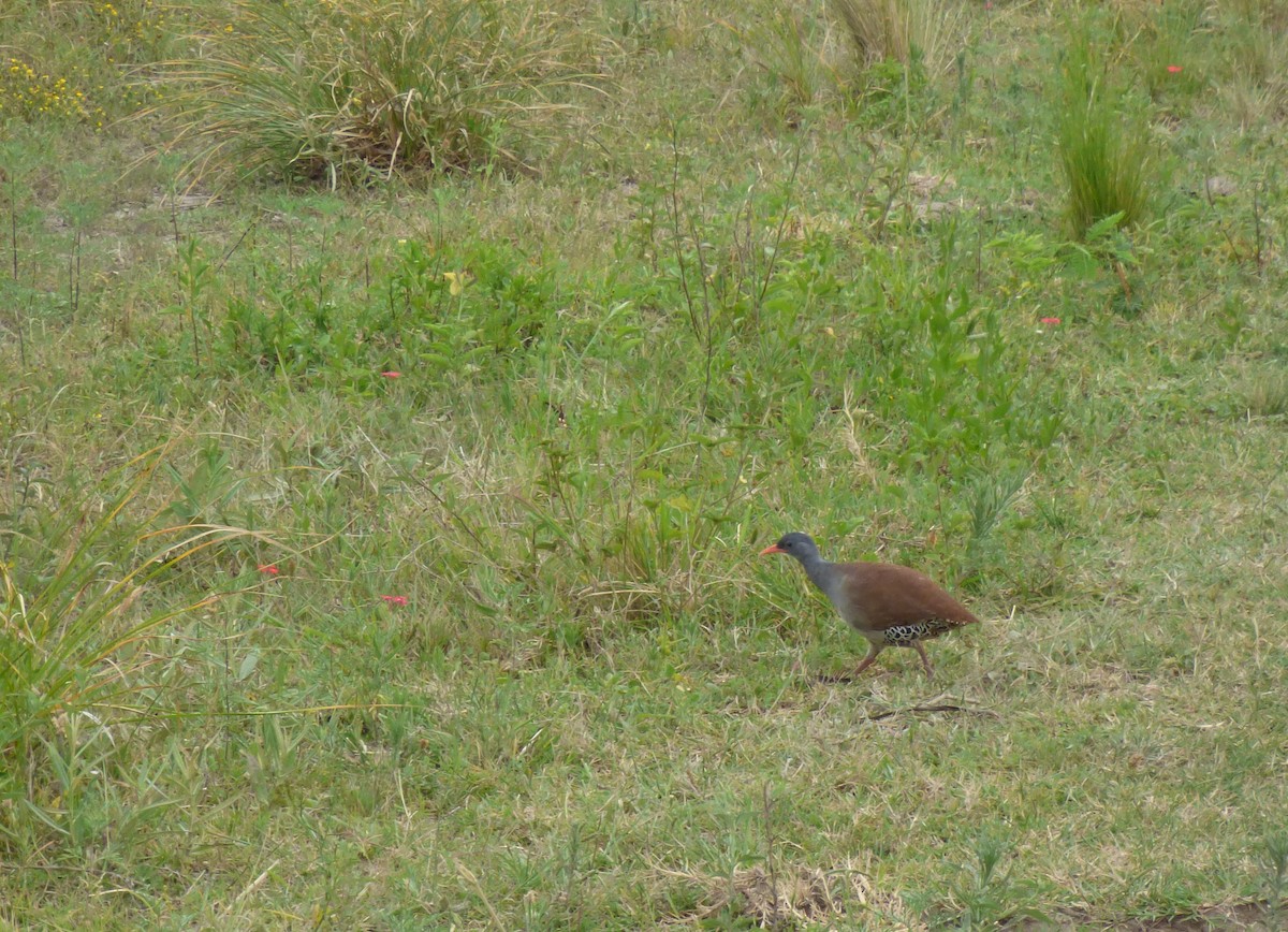 Tinamou tataupa - ML192755371