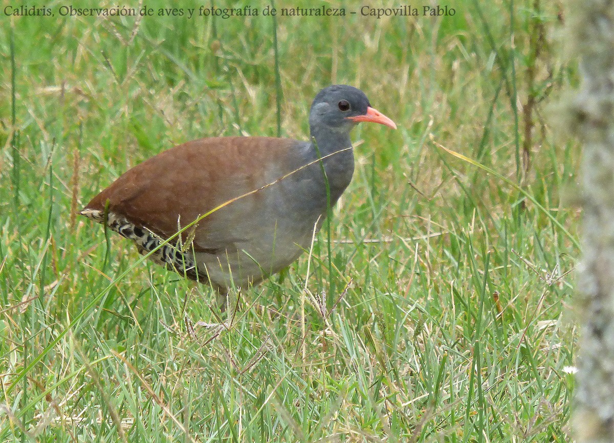 Tataupa Tinamou - ML192755391