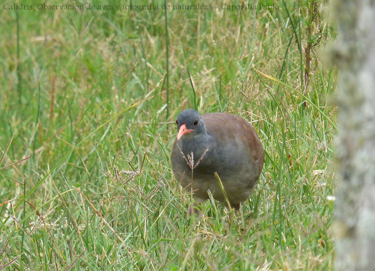 Tataupa Tinamou - ML192755411