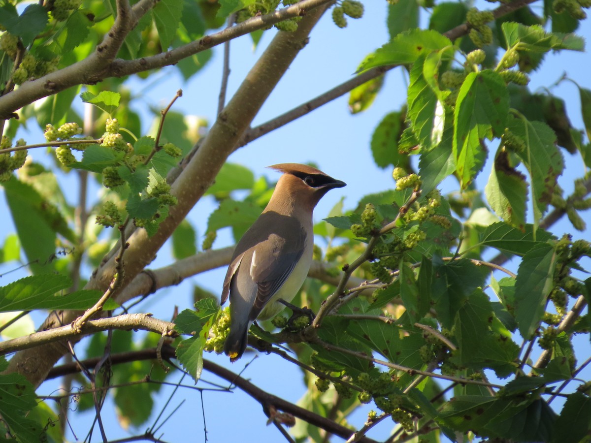 Cedar Waxwing - ML192756241