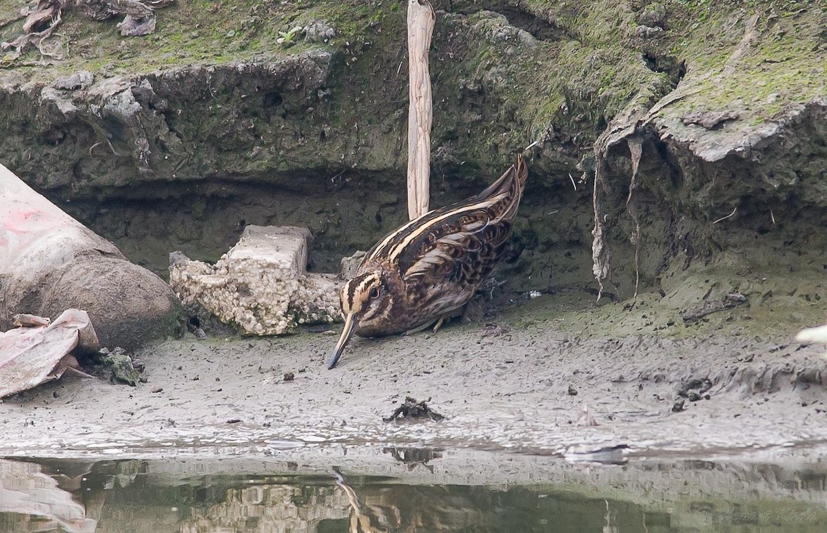 Jack Snipe - ML192756811