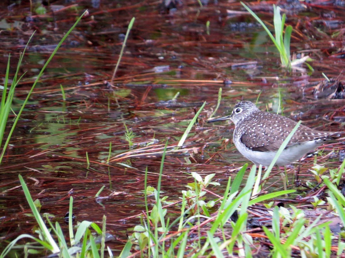 Solitary Sandpiper - ML192758691