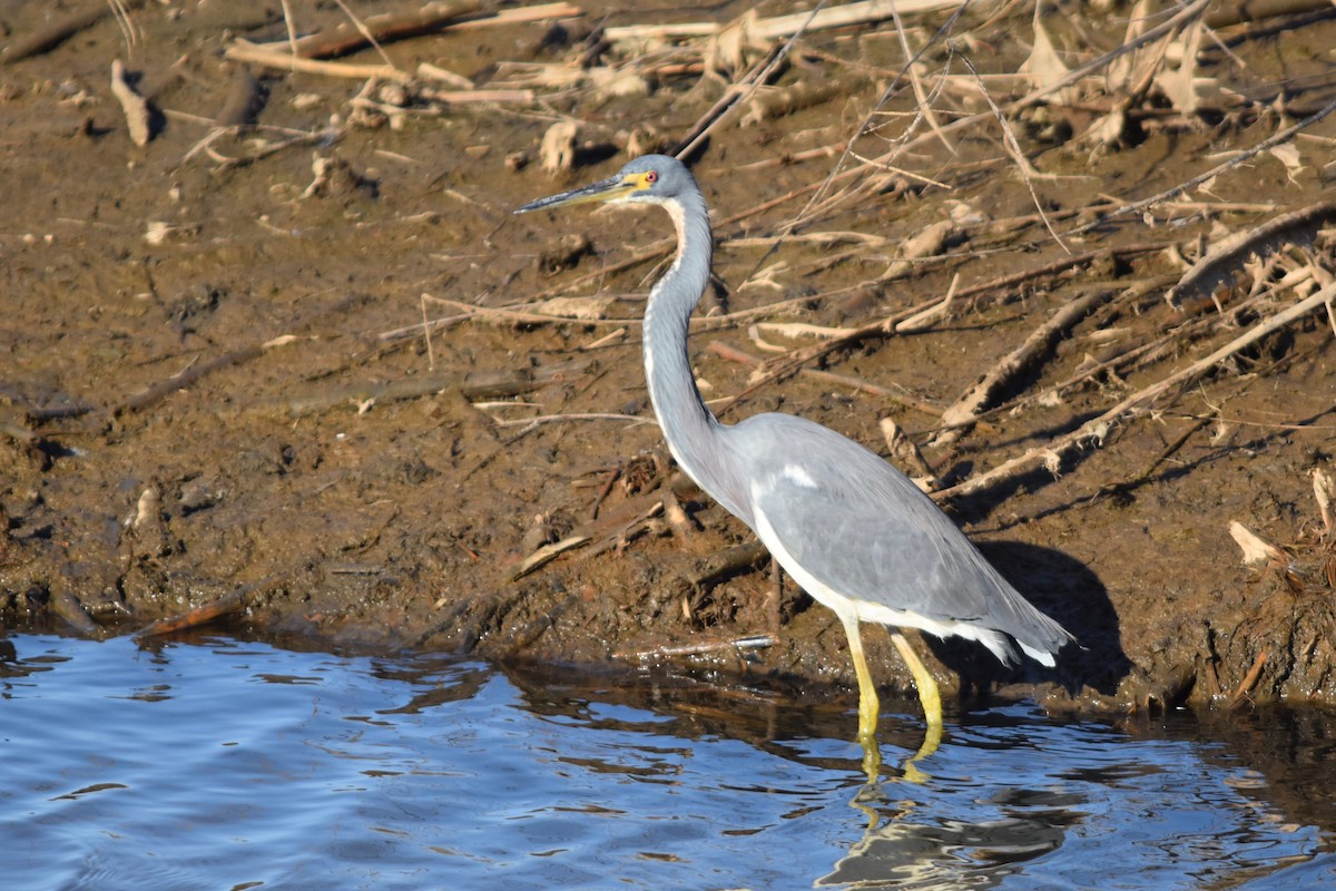 Tricolored Heron - ML192758841